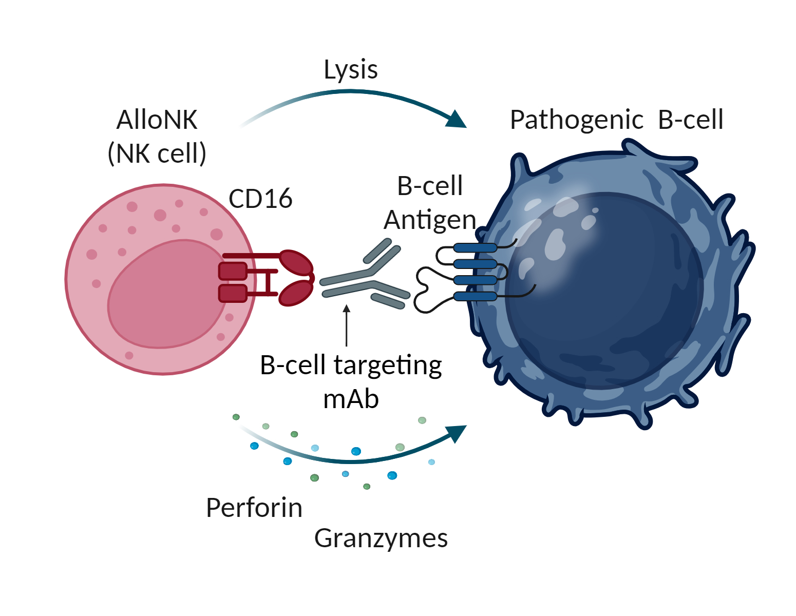NK Cell Diagram